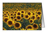 Faltkarten Sonnenblumen, 5 Stück
